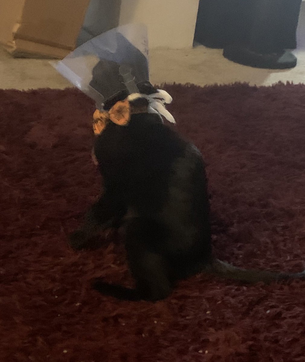 Poor Thistle has to wear the cone of shame for a week. She’s absolutely angry about it. She’s flopping all over the floor like a fish. I feel bad but it’s for her own good.🥺