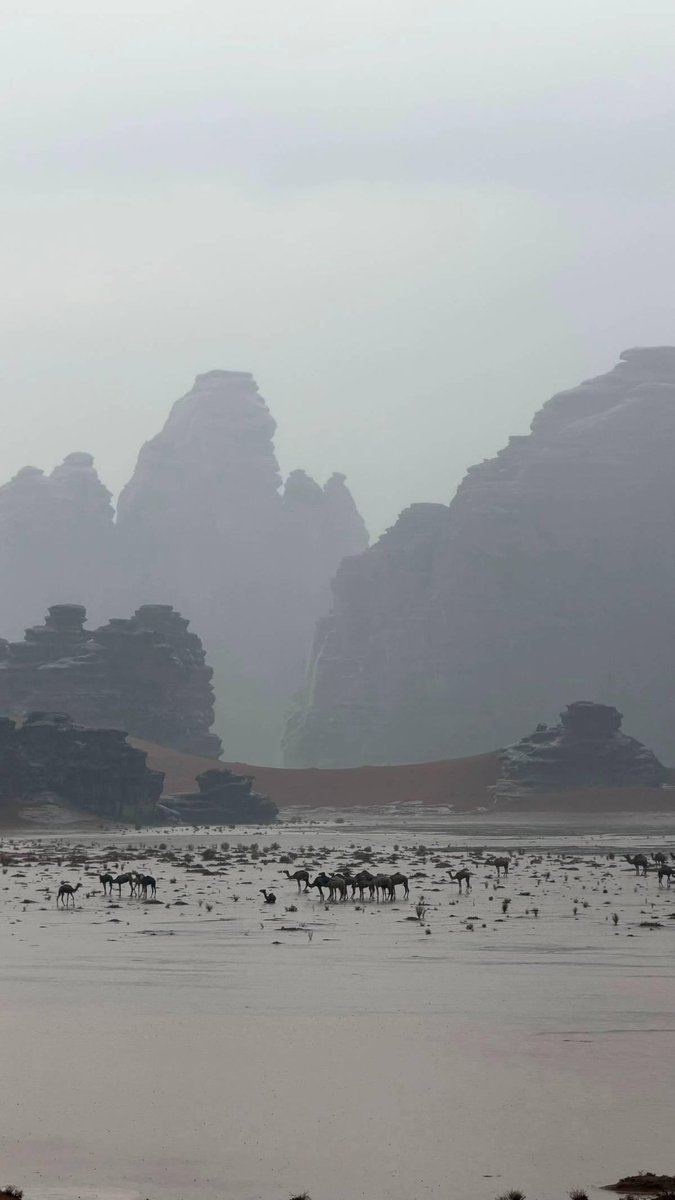 - أَفَلا يَنْظُرُونَ إِلَى الإِبِلِ كَيْفَ خُلِقَت

- وَإِلَى ٱلسَّمَآءِ كَيْفَ رُفِعَتْ

- وَإِلَى الجِبالِ كَيفَ نُصِبَت 

- وَإِلَى الْأَرْضِ كَيْفَ سُطِحَتْ