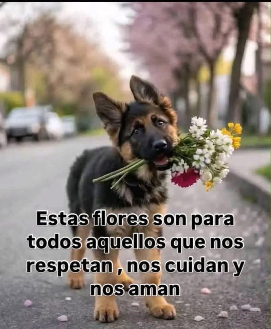 Buenos días Feliz martes ✨💖