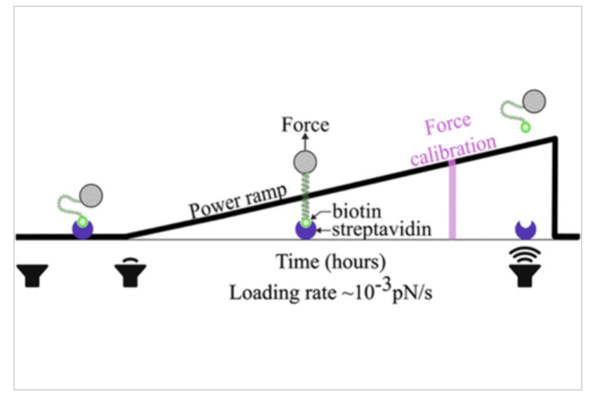 NanoLetters's tweet image. New in @NanoLetters: Acoustic force spectroscopy at near-equilibrium loading rates bridges single-molecule &amp;amp; bulk unbinding rates across 15 decades. #Biophysics #SMFS @yogiboi.bsky.social
@dynamo-lab.bsky.social @felixrico.bsky.social

go.acs.org/dxV