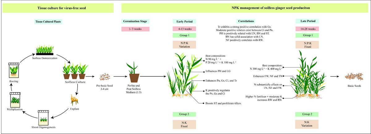 Azam_fms's tweet photo. Our latest study covers NPK fertilization, disease-free ginger seed  rhizomes from tissue-cultured plantlets, grown in a soilless medium to  scale up pre-basic to basic seed production. 🌿

Further reading: https://t.co/aITT2O7Clb

#TissueCulture #Ginger #NPK #SustainableFarming https://t.co/HtcTGkT3Wv