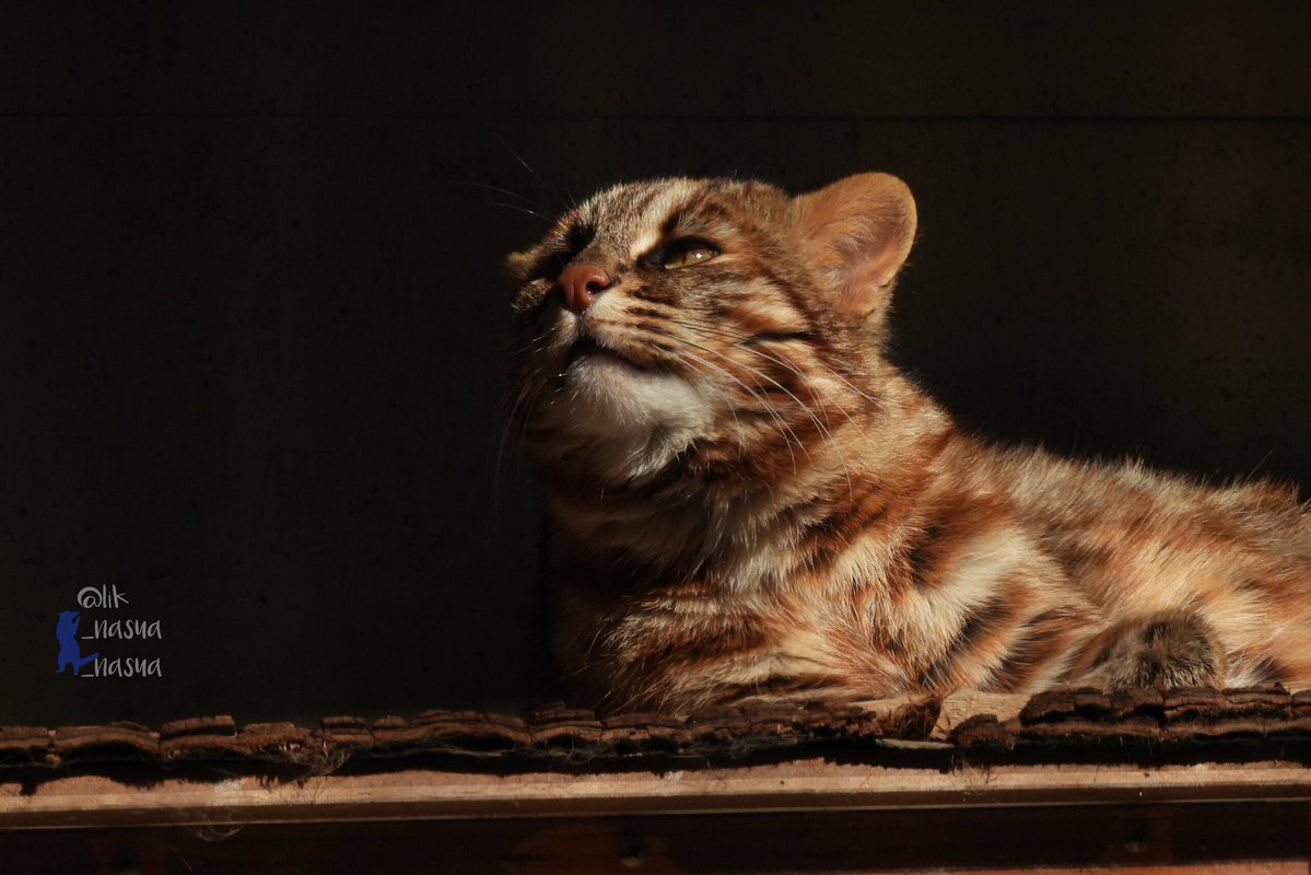 ねむか 今日はもう寝る💤 #福岡市動物園 #ツシマヤマネコ #アカツキ