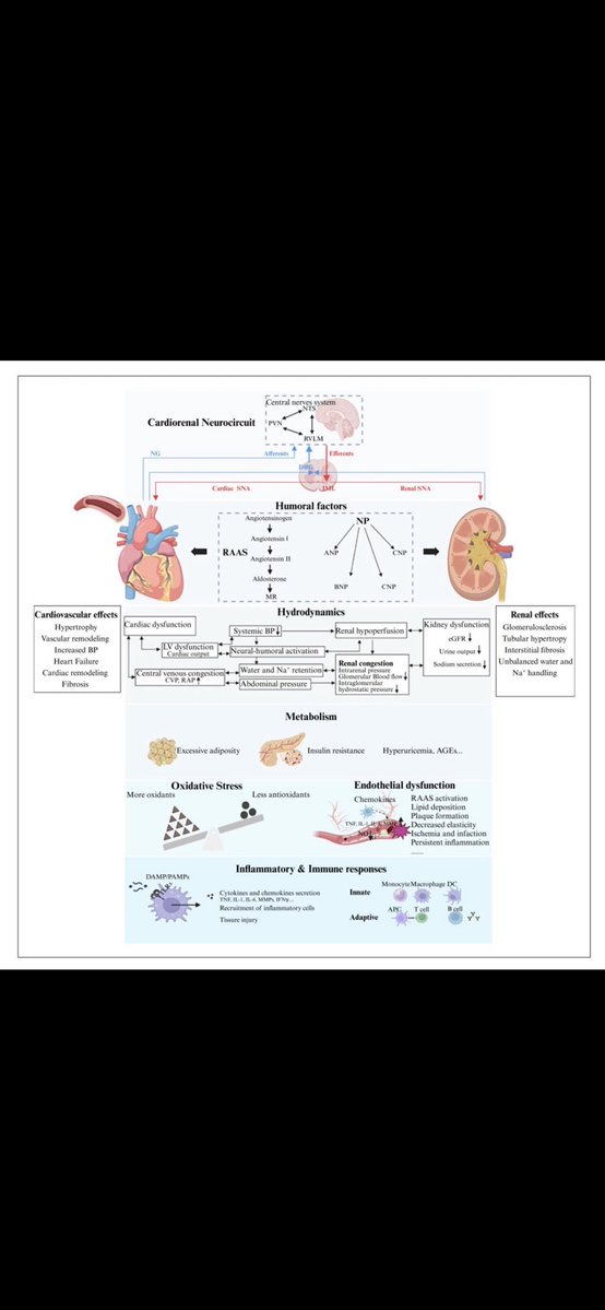 Kalp yetmezliğinin böbrekleri ve böbreklerin kalp yetmezliğini kötüleştirmesinin nedeni —
Nörohumoral döngülerden metabolik ve bağışıklık hasarına kadar güzel bir şekilde haritalandırılmıştır.
#kalpyetmezliği #heartfailure #böbrek #renal #kidney #cardiology #nephrology