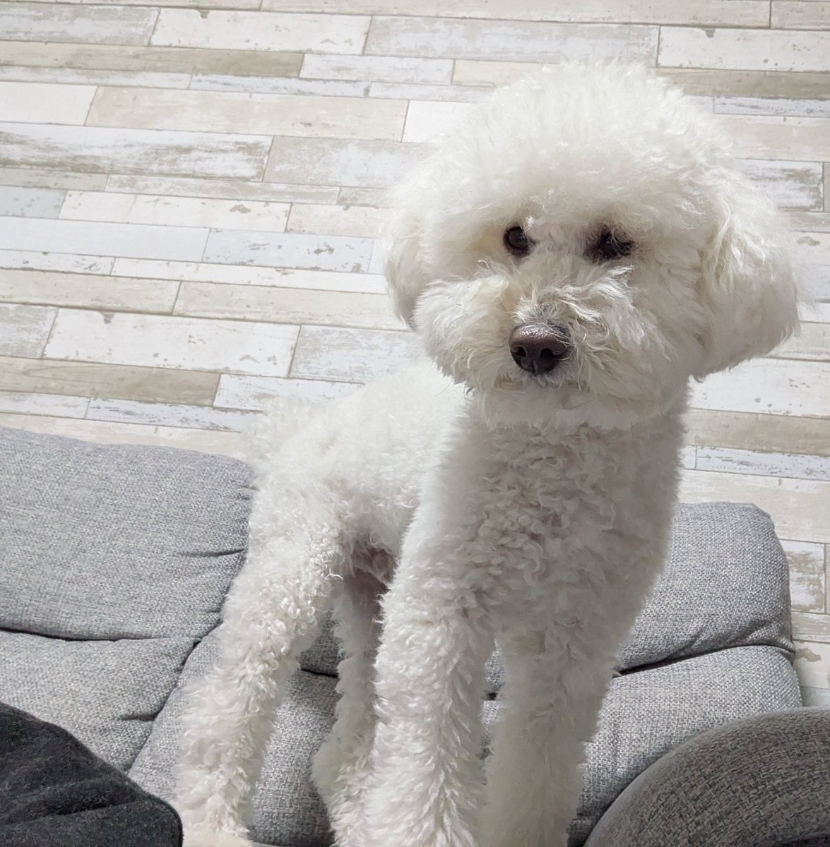 イヌカワ (@inukawatama) / Posts / X