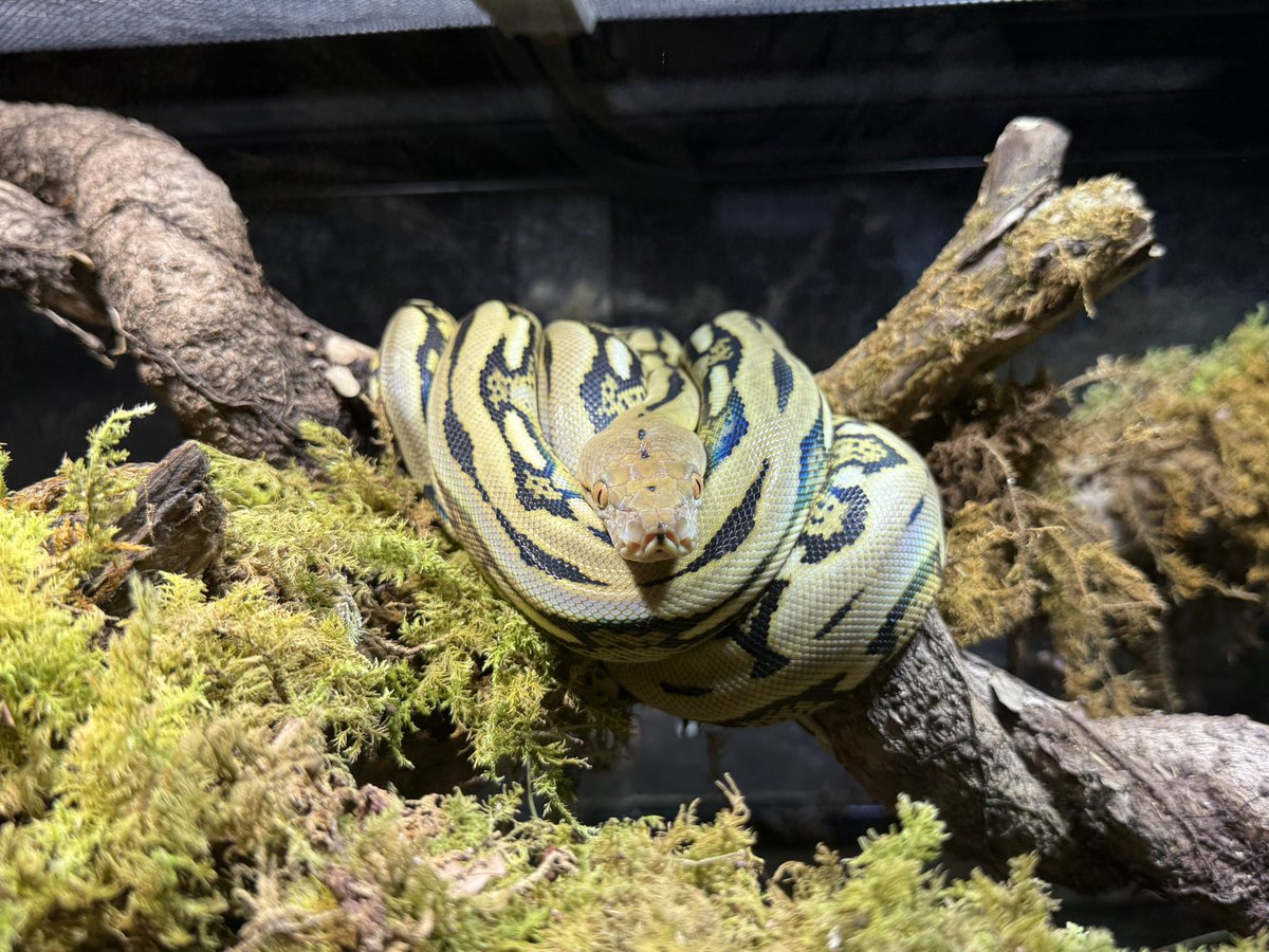 5月にiZooで繁殖したアミメニシキヘビのベビー。 順調に成長しています