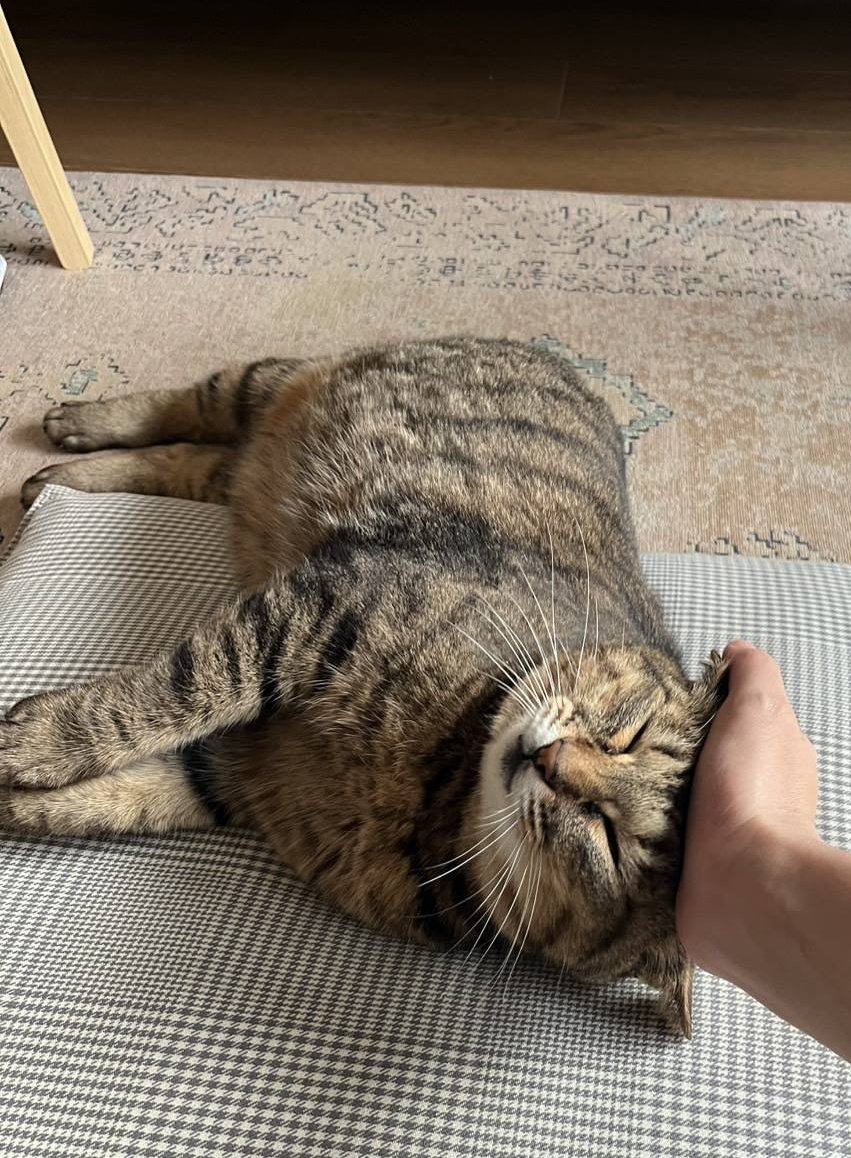 naminekonokai's tweet photo. 今年TNRのご相談だったみーちゃんですが、丸いお顔でお家に入りたいと訴えている姿を見て、里親さんを見つけたいと思い、ご相談者さんも賛成してくださって保護しました。初期医療でお世話になった動物のSさん、みーちゃんを可愛いがってくださり、ありがとうございました✨️
#里親さんが決まりました https://t.co/uJms0NGNjO