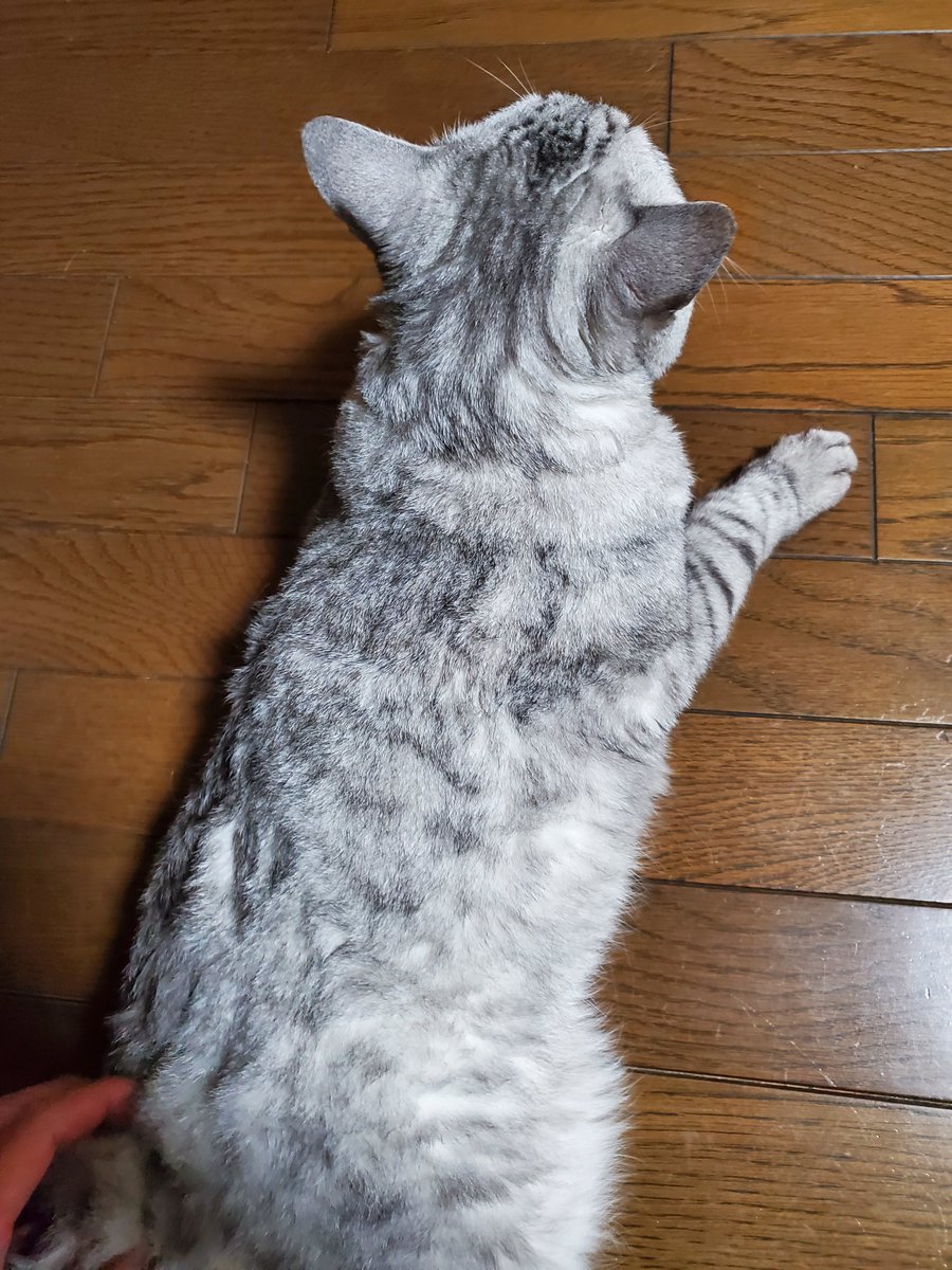 はっち (@hacchi526) on Twitter photo 