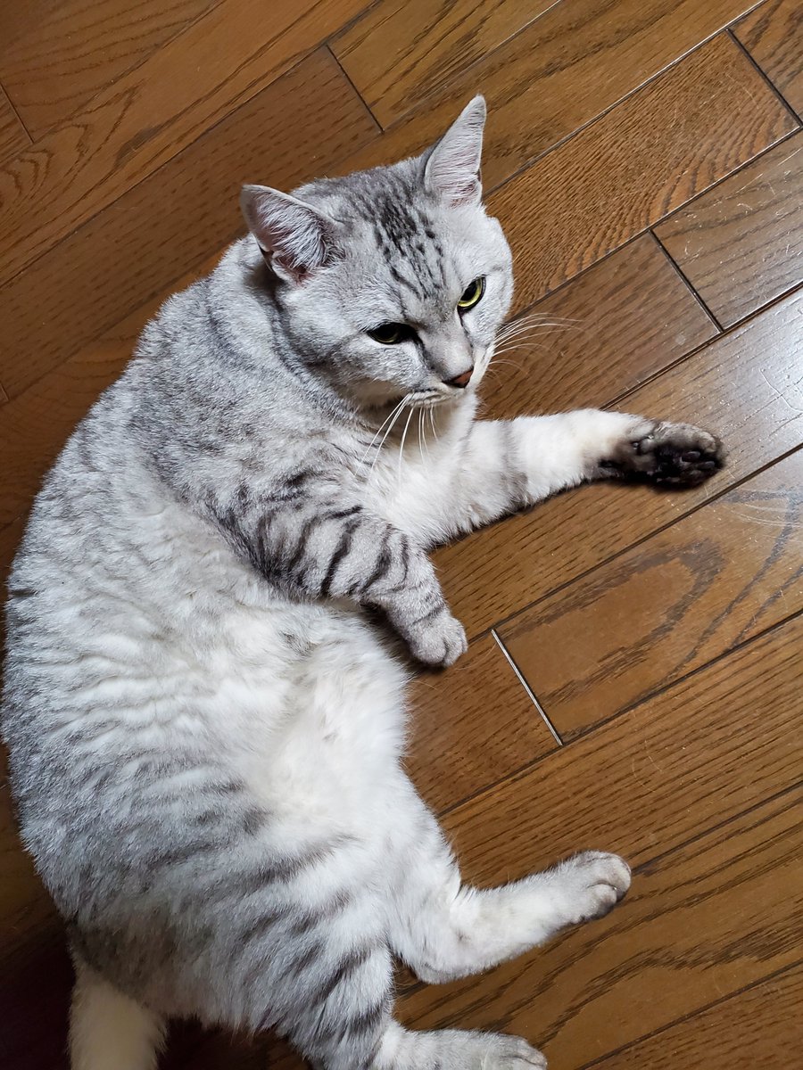 はっち (@hacchi526) on Twitter photo 