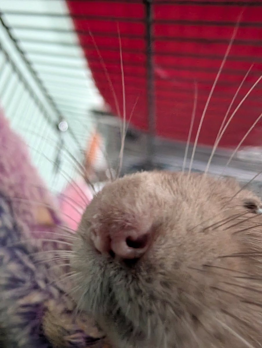 RatsPicnic's tweet photo. Yep, stimnky https://t.co/jUeEfVyRYw