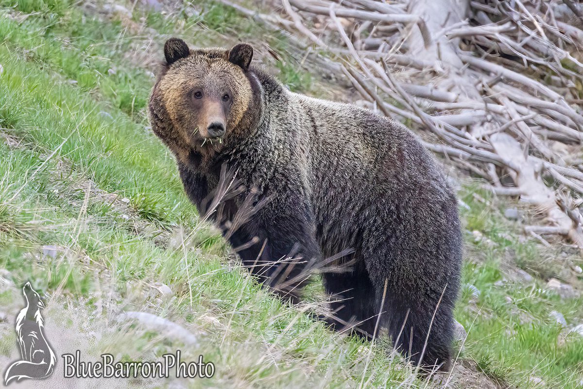 Patrick Barron 🐻〽️ tweet media