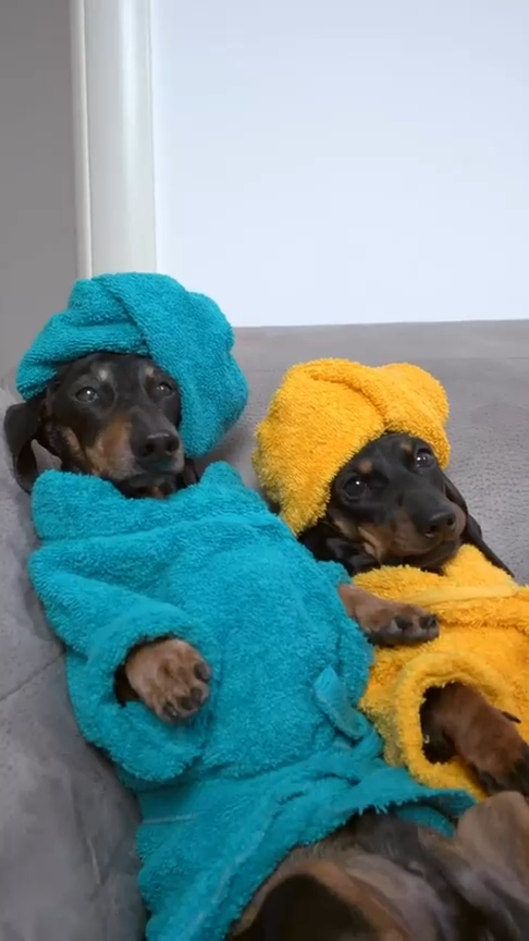 salsichinhas's tweet image. A vida boa que eu queria ter