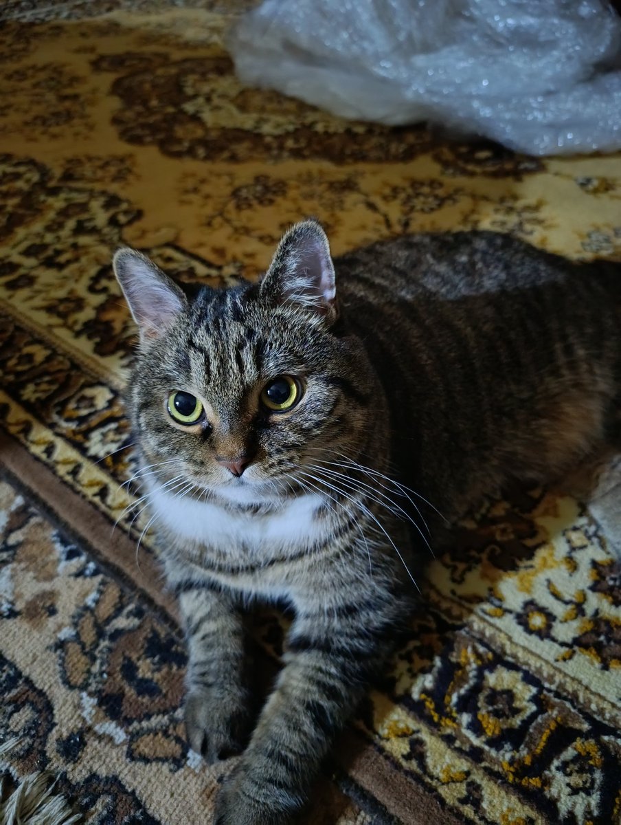 Вчера нам отправили друзья ковер, сегодня мы его уже получили и Мусику досталось самое ценное, куча пленки. 
Завтра к себе в комнату его перенесу.