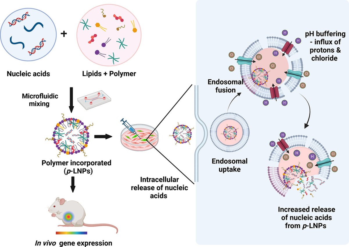 JCRnEDITORS's tweet photo. Incorporation of a polyamine into lipid nanoparticles increases the endosomal release and transfection of nucleic acids without toxicity.
| Shyh-Dar Li @ubcpharmacy |
[Open Access]
#LipidNanoparticle #polyamine #EndosomalRelease
https://t.co/cgXWjhoEmU https://t.co/JzsHE5cpi5