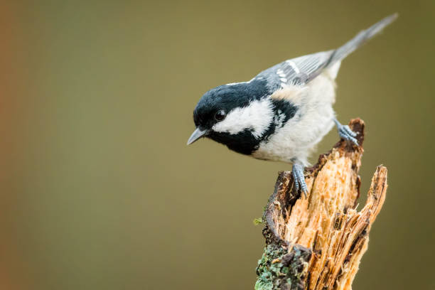 TerryCumberland's tweet photo. @JocAPhotography Here's a photo of a British Coal Tit, which belongs to the Titmouse family. Similar to your Black Capped Chickadee? https://t.co/LS3X8DdEy2