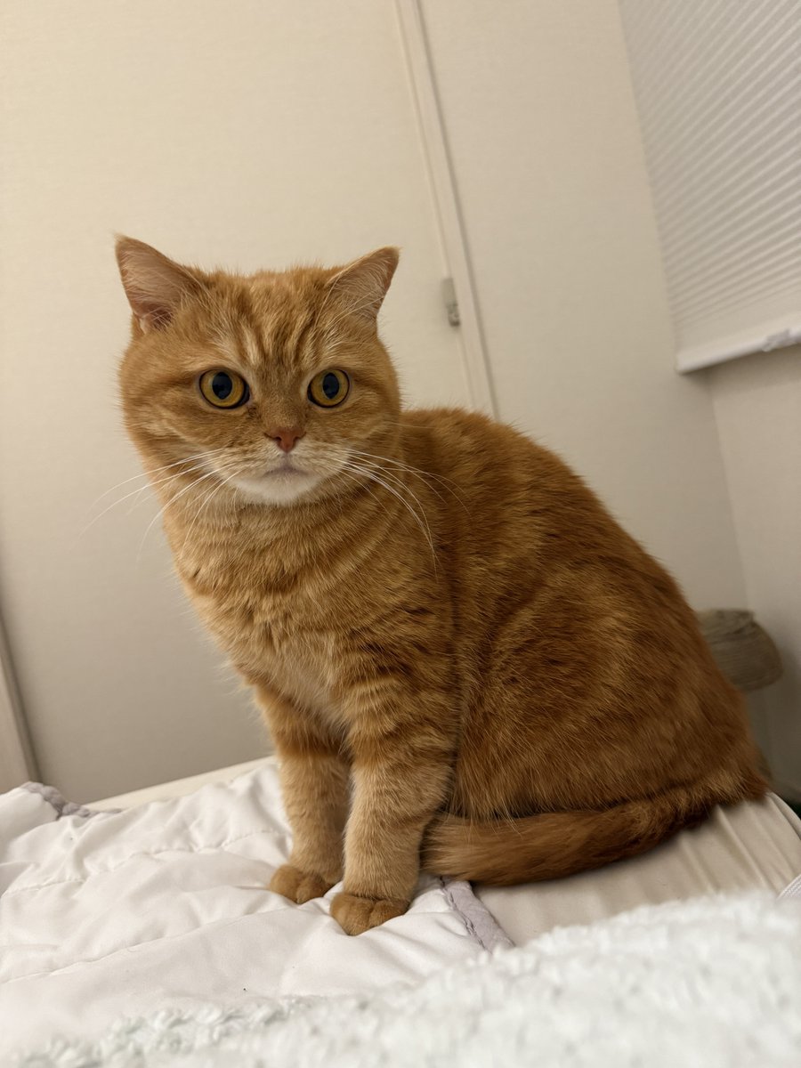 にゃむ (@nyamuchannel) / Posts / X