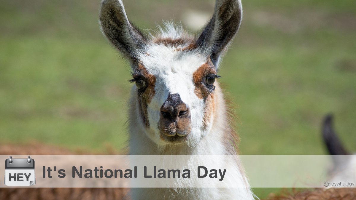 HeyWhatDay's tweet photo. It's National Llama Day!
#NationalLlamaDay #Llama #LlamaDay https://t.co/hP34m5Bpbl