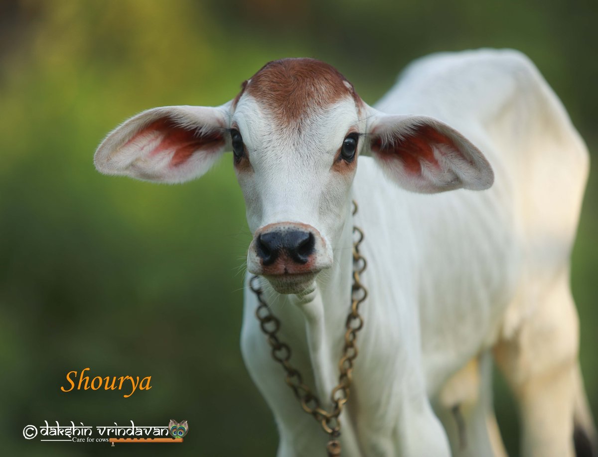 NEW ADMISSION — SHOURYA 
A Life Pulled Back from the Brink
Please welcome Shourya

Born just a week ago in Pollachi, this tiny baby bull opened his eyes not to love, but to rejection.
Because he was male, the world decided he was worthless.
No mother’s milk.
No warmth.
No