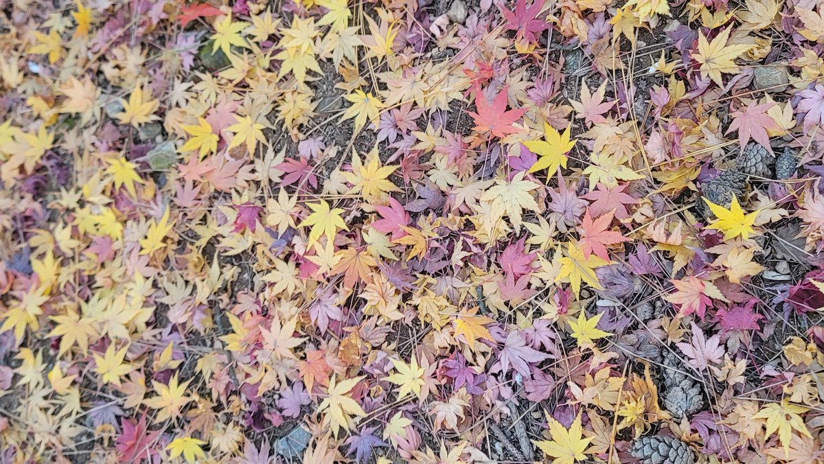 KKSSLEE's tweet photo. 가을 단풍이
그들의 파티를 
끝내고
첫눈 속에 잠들어
하얗게 부서져 내리듯
시간의 여울 속에
가을 추억들도
앙상해진 나무들처럼
휘파람 소리를 내며
차가운 밤 하늘로 
스러져 갑니다
.... https://t.co/BuW8yzO1YZ