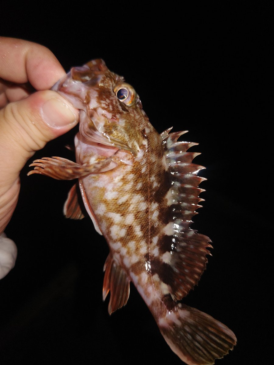 なるみん (@ZzcMYXlzStMcgrw) / Posts / X