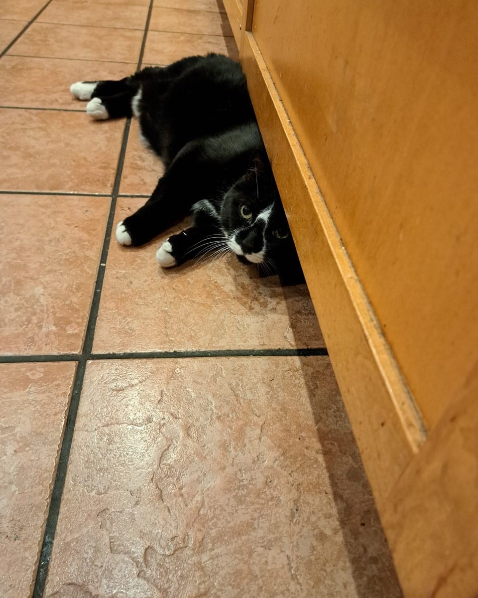 EVranch's tweet image. Carrie B says, "peek-a-boo"