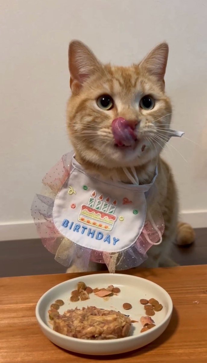 MASASHI_Pi_suke's tweet photo. 本日12月10日、
スピィくんが1才の誕生日を迎えました🐾

うちに来た日のこと、手のひらサイズだった頃のこと、色んなことを思い出します。

ピー助がつないでくれたご縁もあって、
今こうして一緒にいられることを思うと、
本当にありがたいなと感じます。

これからも健やかに育ってくれたら
それだけで十分です😌
やんちゃはほどほどに😹