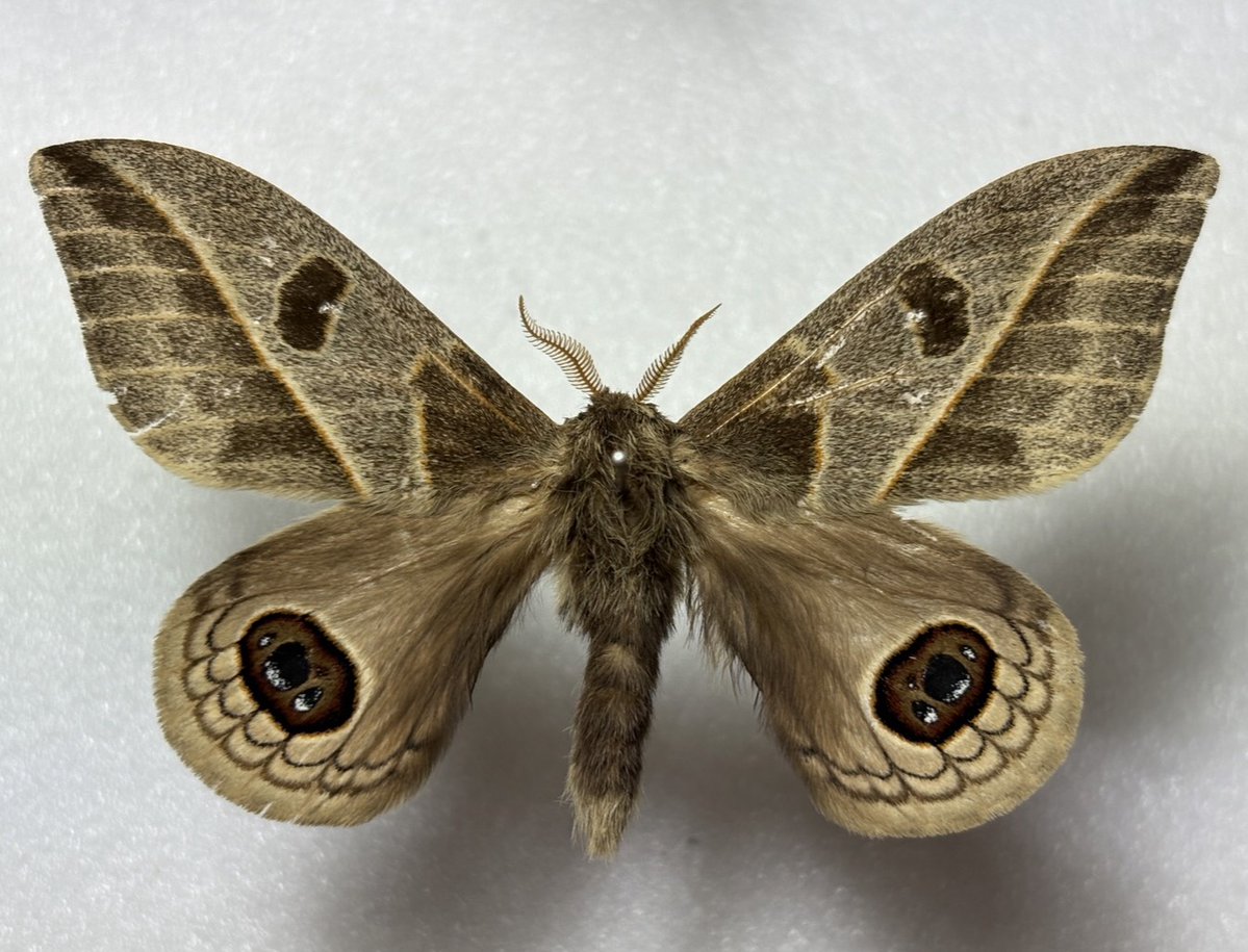 M0 (@mom0mom0mom0m00) / Posts / X