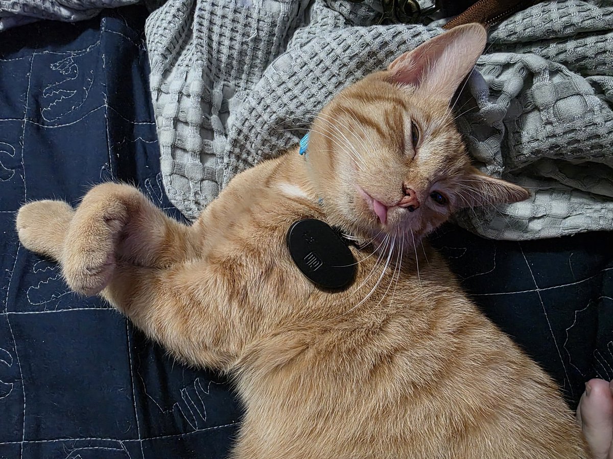 daybitdarkstar's tweet image. Also, Linus is such a loving and loveable goof.