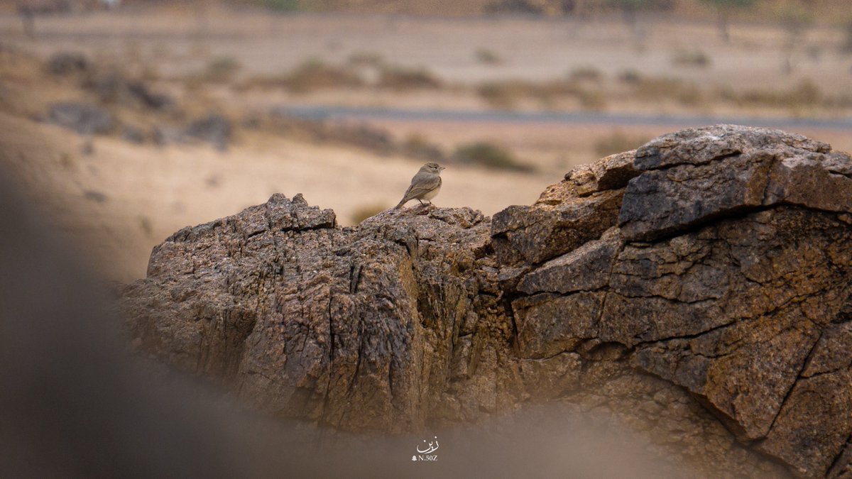 📸ZIN | Al-Jahni tweet media