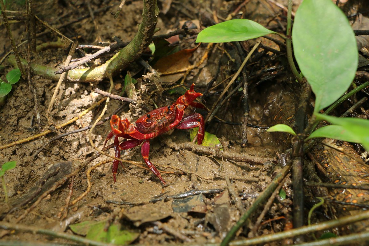 CrustaceanAmat1's tweet photo. Nanhaipotamon hongkongense https://t.co/PBzPmFS1tU