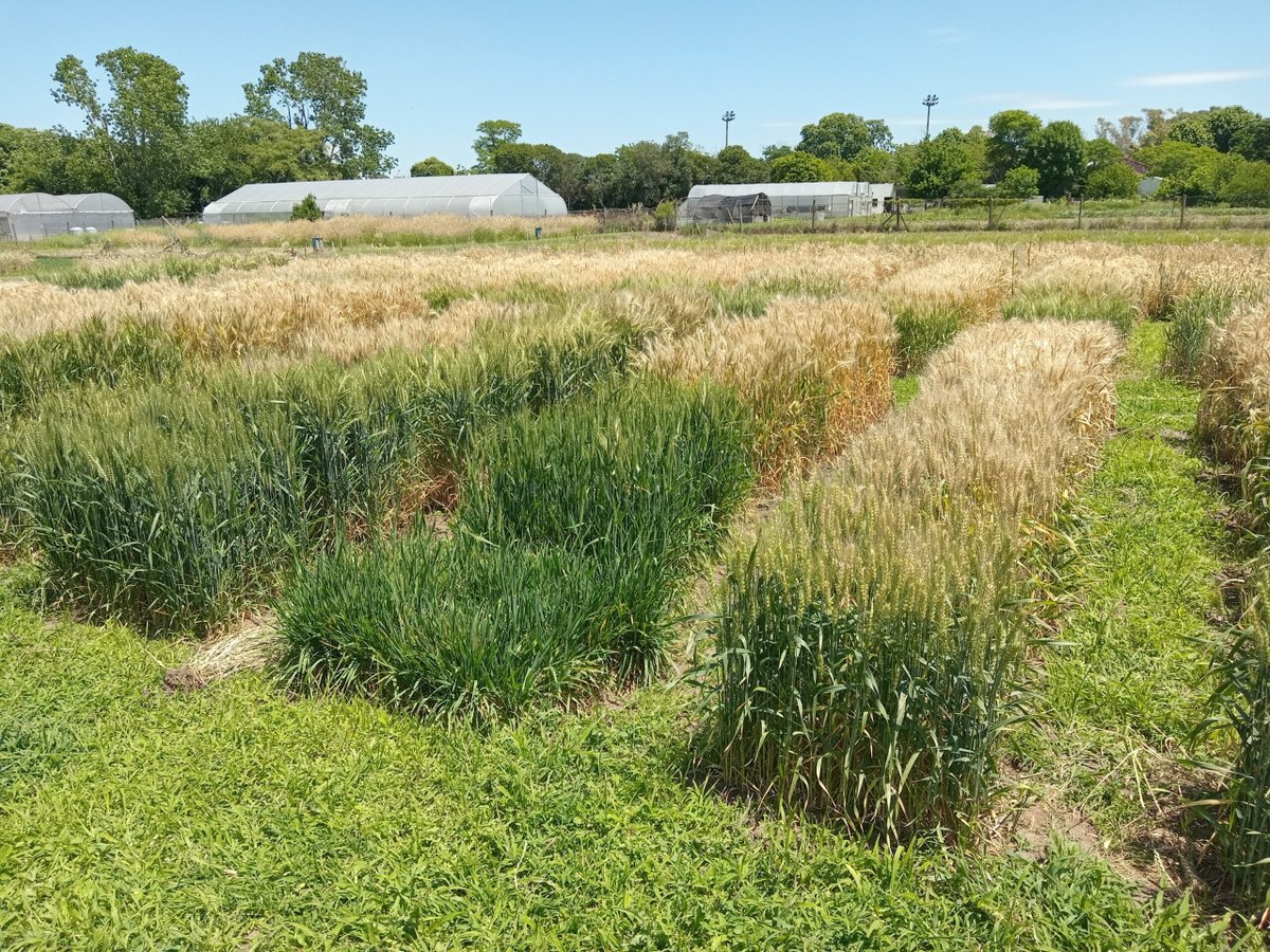 SLT_Divulgacion's tweet photo. 2️⃣🌾¿Cómo funciona?
📍Se elige cultivar y localidad
📊Datos: info de clima (35 años/260 localidades) +🧬info genética de cultivares
🎯Objetivo: período crítico NO coincida con eventos extremos
🗣️"Es clave para lograr los mayores rindes" (Daniel Miralles, #FAUBA/@CONICETDialoga) https://t.co/sbfQI68G0V