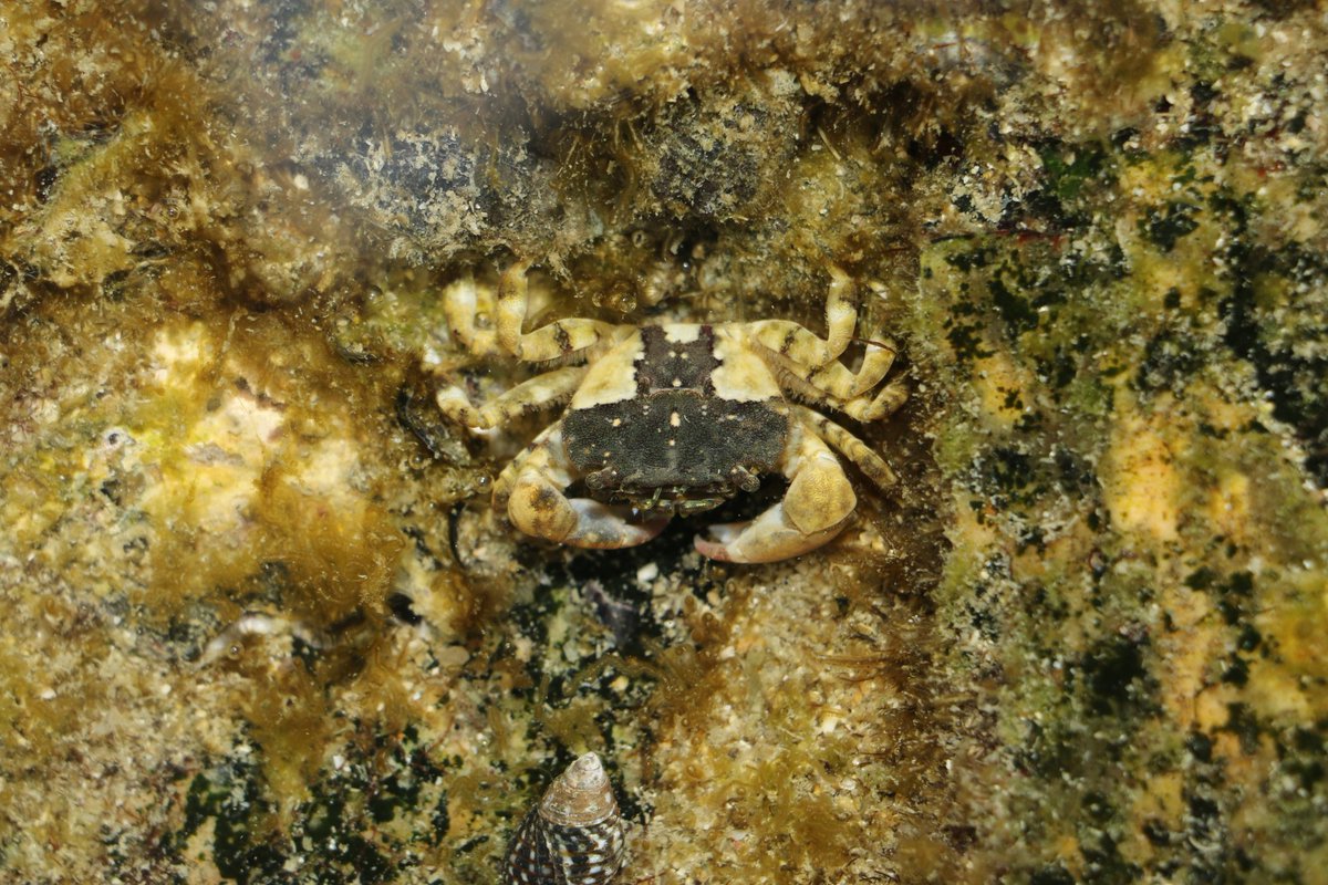 CrustaceanAmat1's tweet photo. https://t.co/NSw8cRwLIh