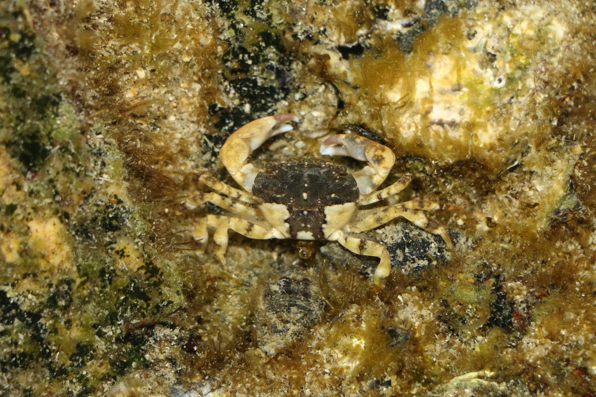 CrustaceanAmat1's tweet photo. https://t.co/NSw8cRwLIh