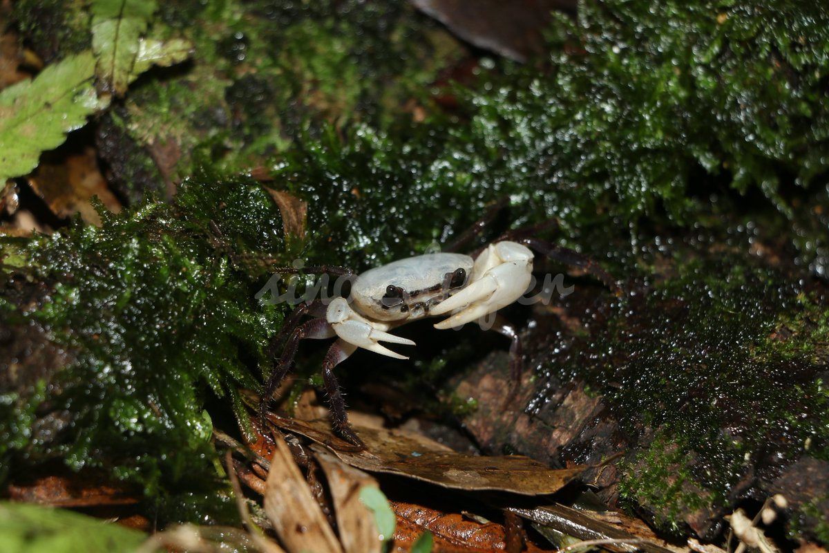 CrustaceanAmat1's tweet photo. Phricotelphusa sirindhorn https://t.co/fd3kBSsSkC