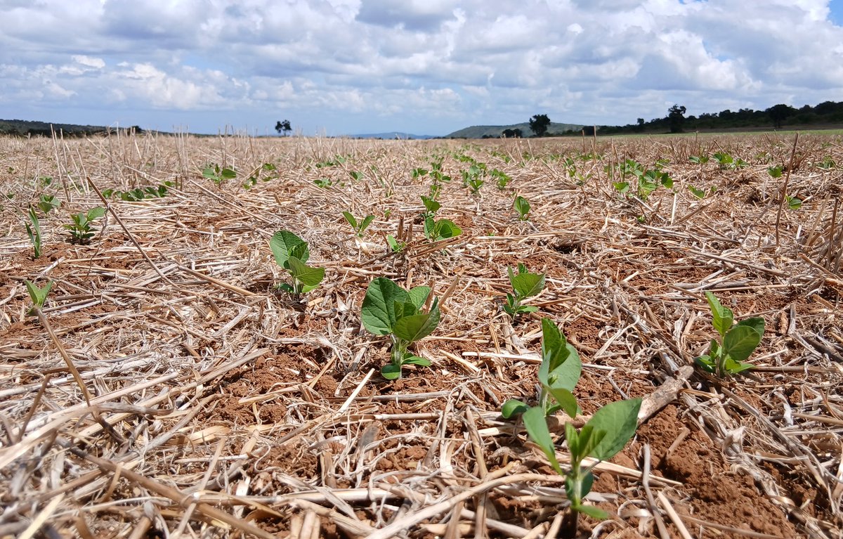 I have been very lucky to work with an exceptional group of farmers over the past 9 years. 
They are patient and persistent; when things don't work first time - which they don't - they are always humble enough to accept that we don't know everything straight away. Soyas are