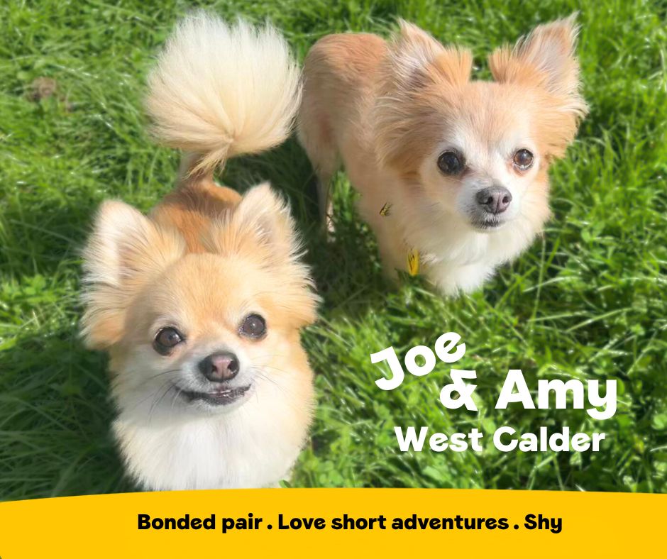 Bonded pair Joe and Amy are looking for a home to call their own 💛 3-year-old Joe looks up to 11-year-old Amy for reassurance and confidence building.  They love spending quality time with each other and snuggling up in a cosy bed.

Joe and Amy are at <a href="/DT_WestCalder/">DogsTrust West Calder (Edinburgh) and Dundee</a> 📍