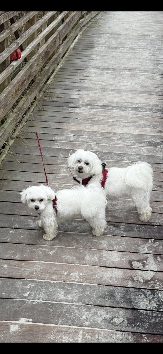 Ise was concerned bout my new crab fren but him wasn’t home he just left hims shelly behind. Early morning beach walkies. 🦀 🥰❤️