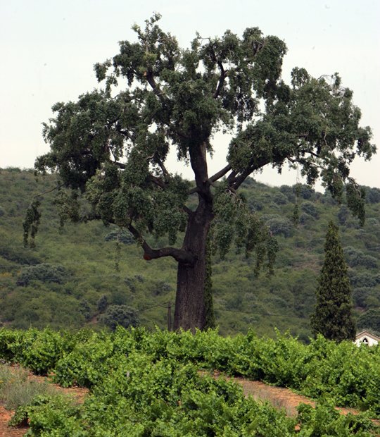 juanluisrecio's tweet image. Cuatro Pasos Rosé Mencía 2024, procedente de los viñedos del valle del #Bierzo y nacido en suelos arcillosos y minerales es un #mencía 100 %, cuyo nombre procede de las cuatro huellas de oso descubiertas en un... periodistadigital.com/elbuenvivir/20… #vinos #DOBierzo @DOBierzo @BodMartinCodax