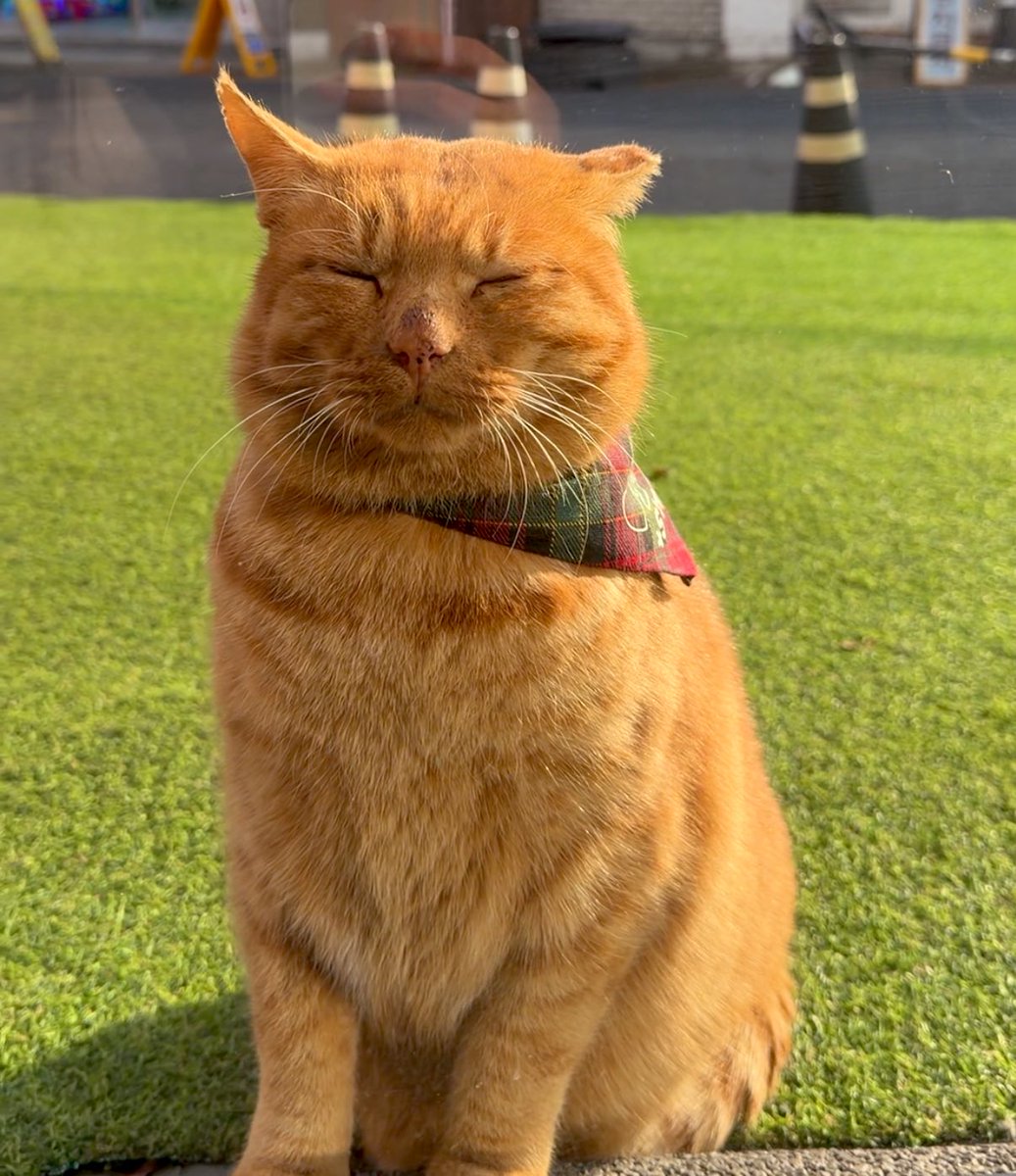 cochococat's tweet image. 고군분투