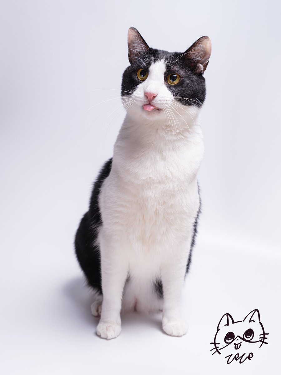 ねこねこ様 これは買いに行くしかないﾆｬ……!!!!