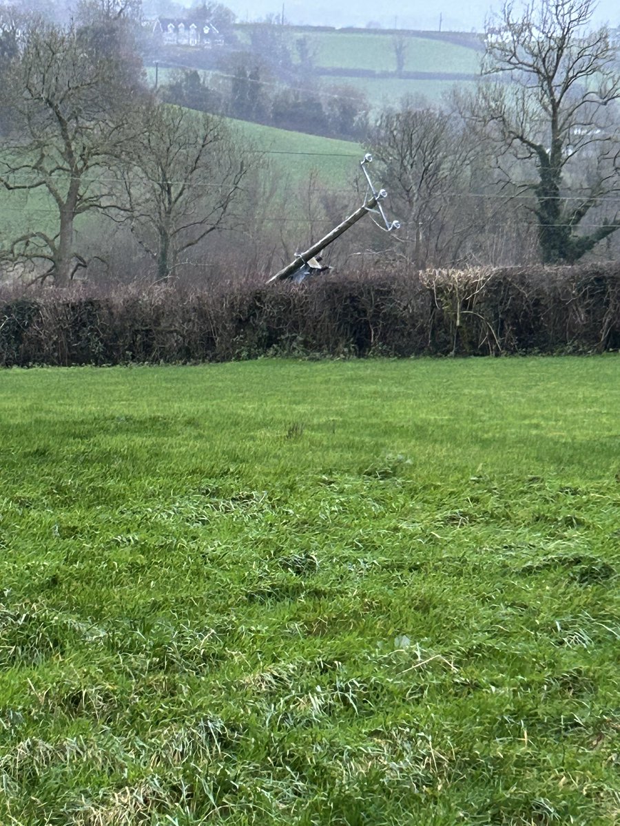 Angel Doves tweet media