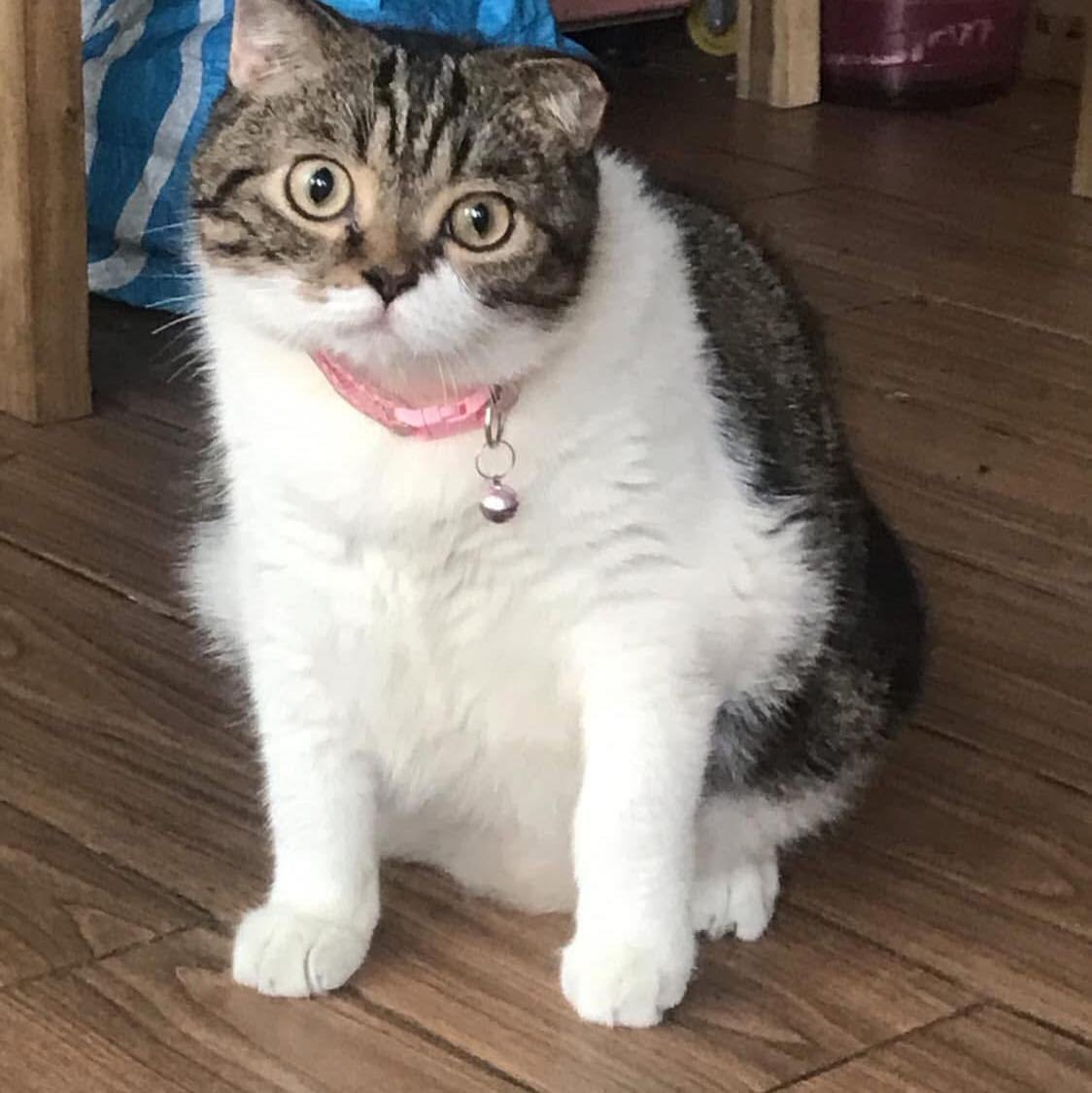 TranslatedCats's tweet photo. I'm always confused. https://t.co/NNu9SmOHFW