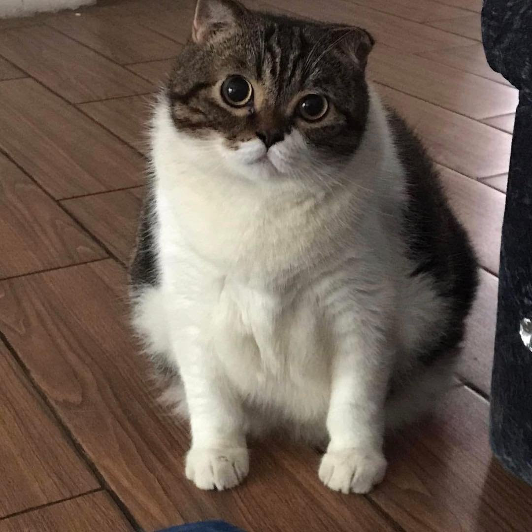 TranslatedCats's tweet photo. I'm always confused. https://t.co/NNu9SmOHFW