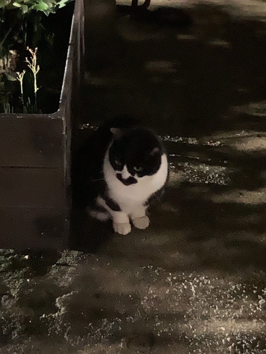 最近寒すぎだよね、猫ちゃんもそう思うよね( ᐡᴗ ̫ ᴗᐡ)💭