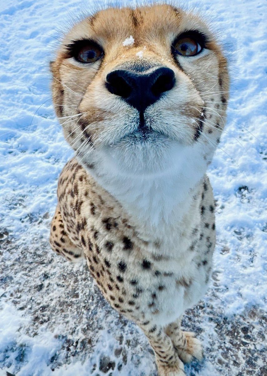 all i want for chees-mas is you!