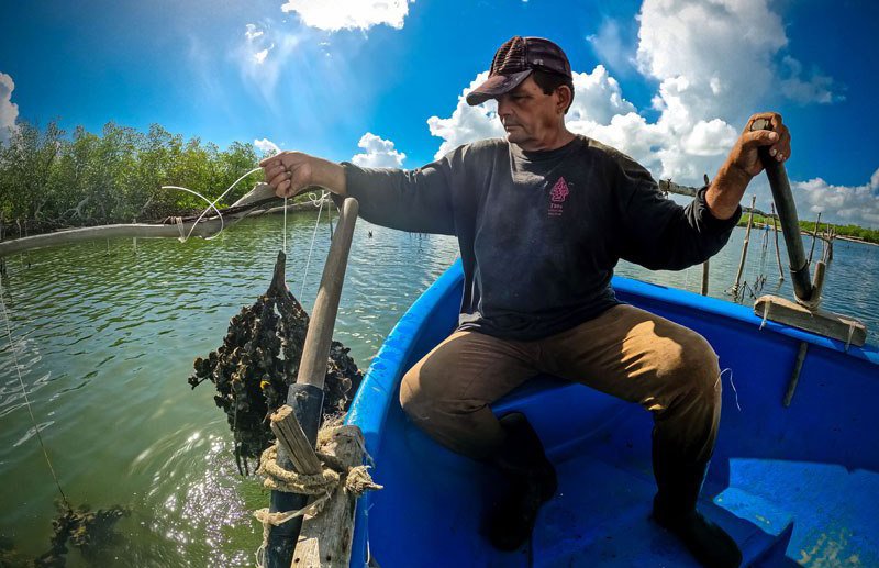 🐟La Unidad Empresarial de Base Concha Azul, del municipio holguinero de #RafaelFreyre ejecuta procesos de captura y acuicultura con el propósito de recuperar las capacidades de producción y el crecimiento de su actividad industrial.
Información precisa 👇
acn.cu/economia/empre…