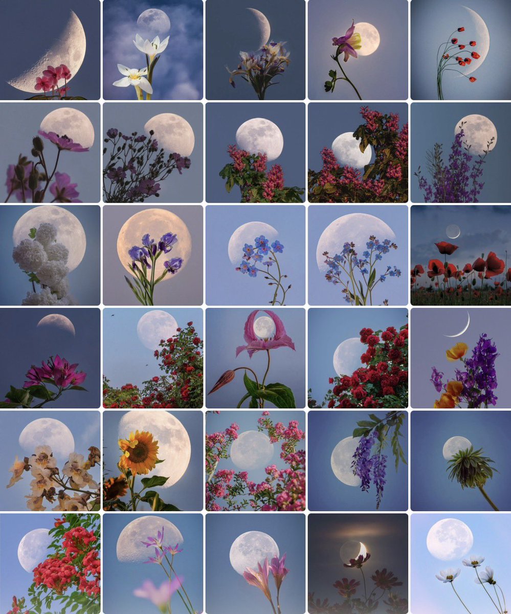Flowers of the Moon in 2025

İşte bu yılın “Ay Çiçekleri”
Favoriniz hangisi? 👇🏻++