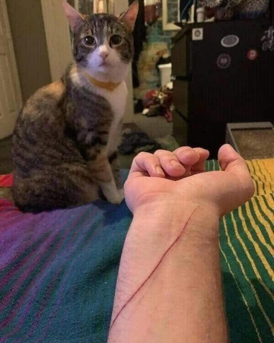 Punch Cat (@punchingcat) on Twitter photo 