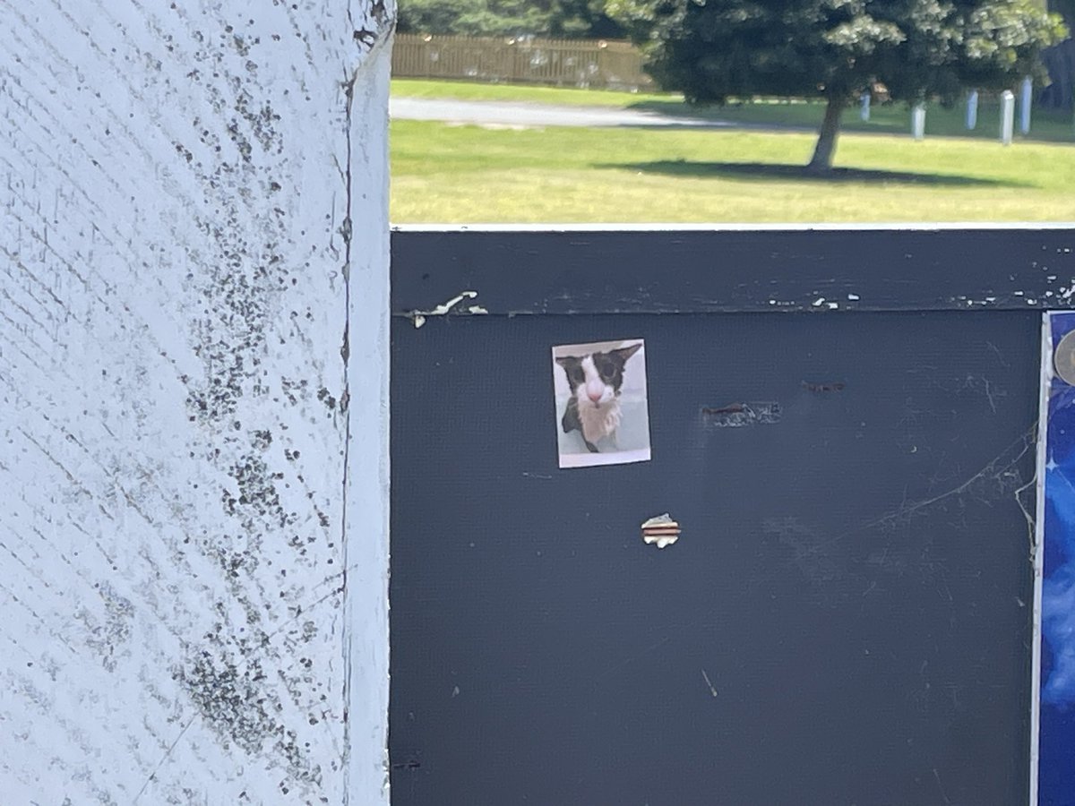 Soggy Cat Propaganda tweet media