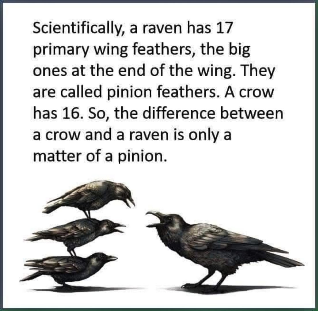 ทicк нσєƒƒℓєr tweet media