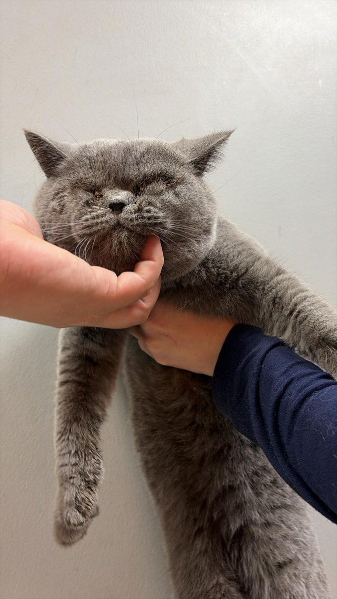 hakliamasude's tweet image. Bu güzel oğlana yuva arıyorum tek gözü maalesef alındı. Erkek 1 yaşında var yok aşırı sosyal ameliyat yüzünden yüzü bu şekilde tüyleri çıkacak 🥹🙏🏻 Konya Ankara İstanbul Eskişehir olur ❤️